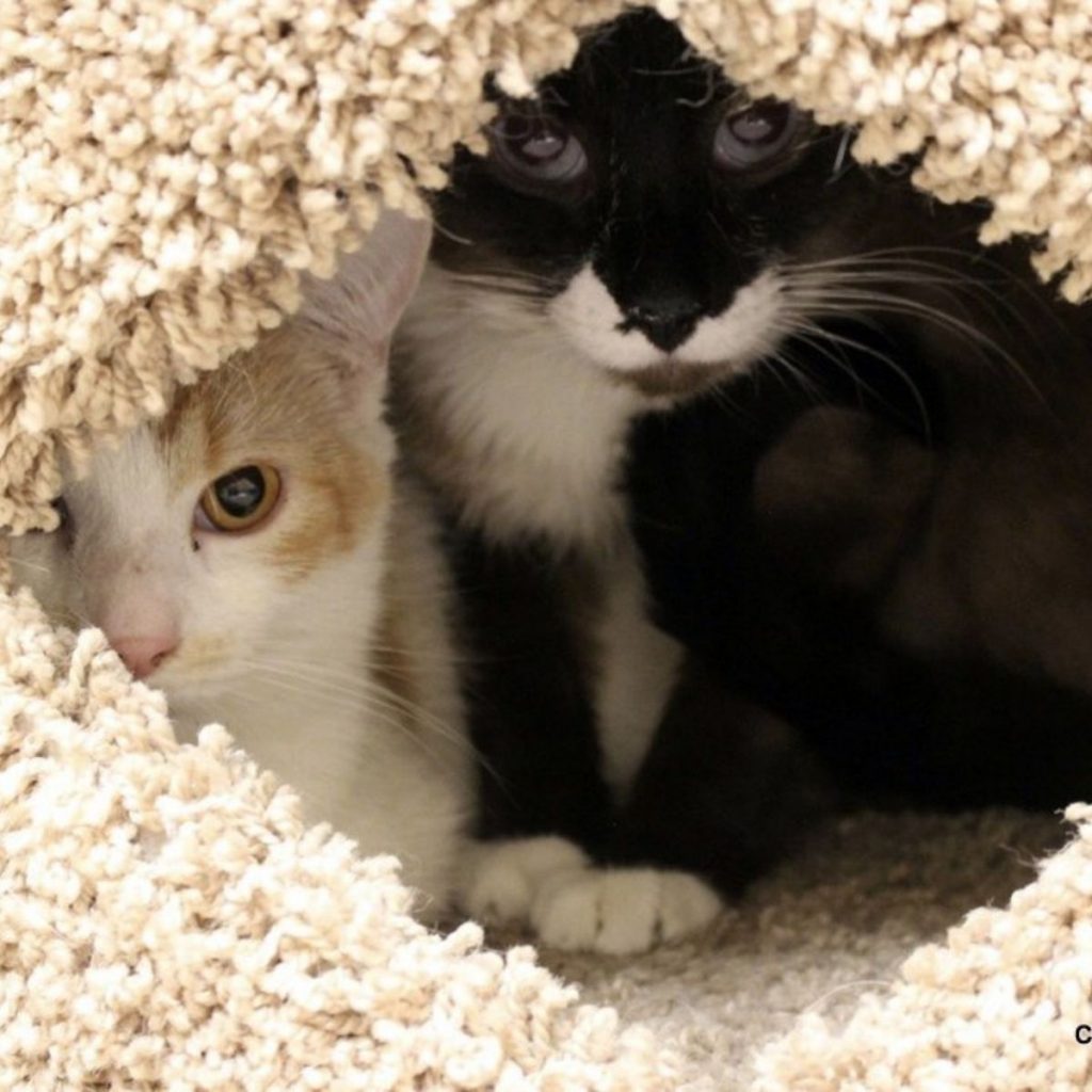 Two kittens peeking out of their house