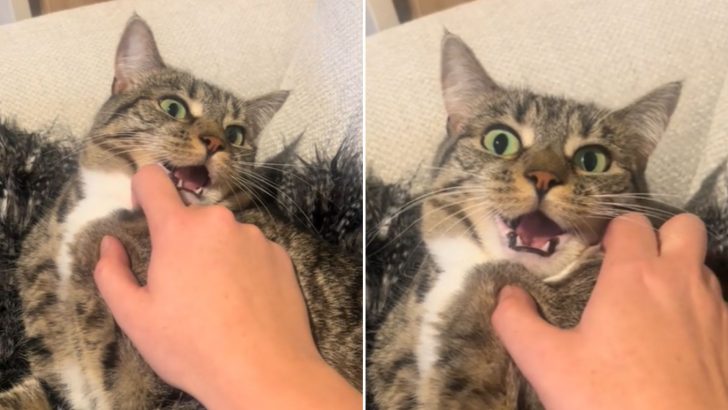 Unaffectionate Cat Flabbergasted When Her Human Mom Tries To Bond With Her