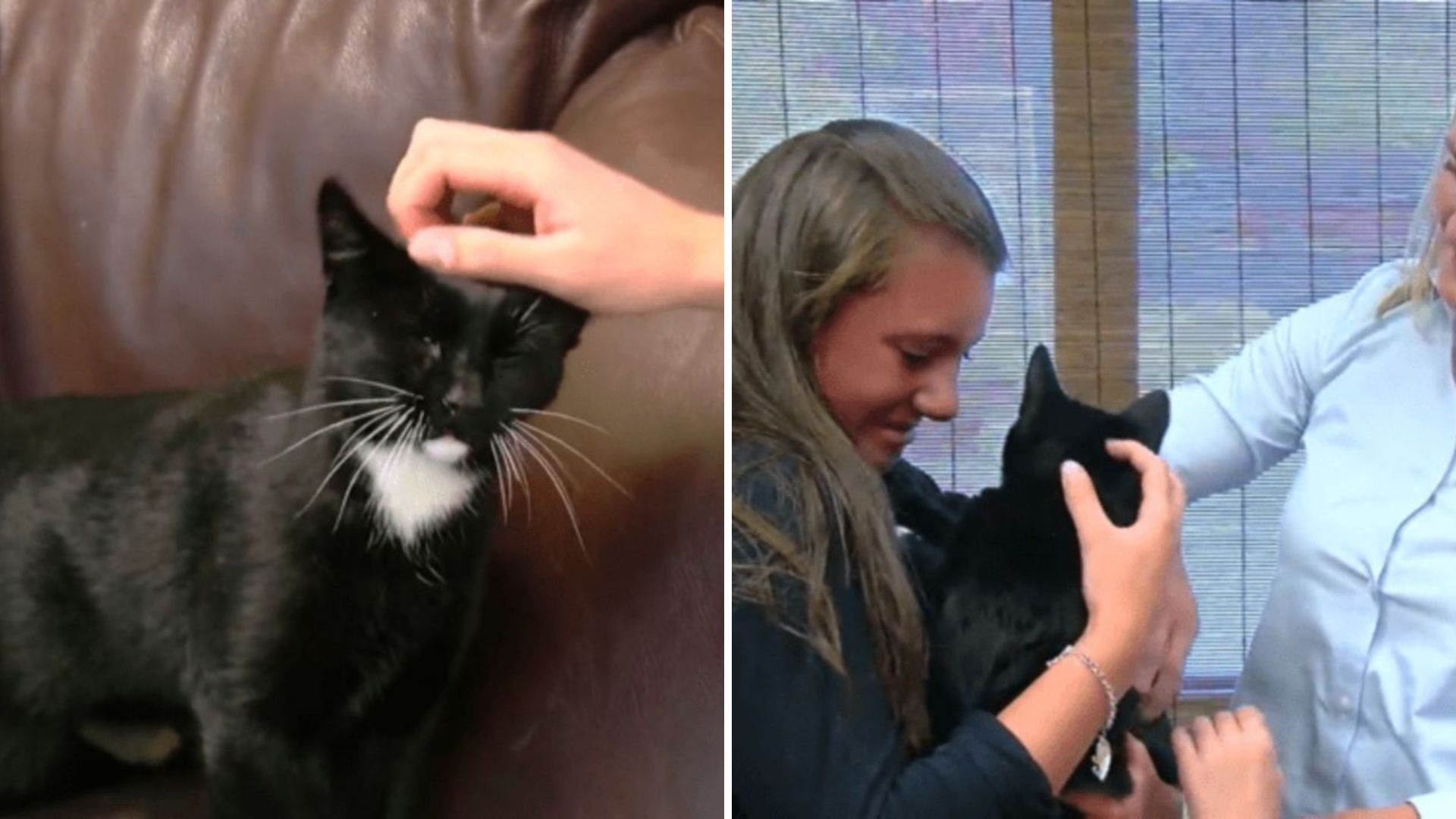 Utah Cat Travels 32 Miles Across Rugged Mountains For A Reunion No One Expected