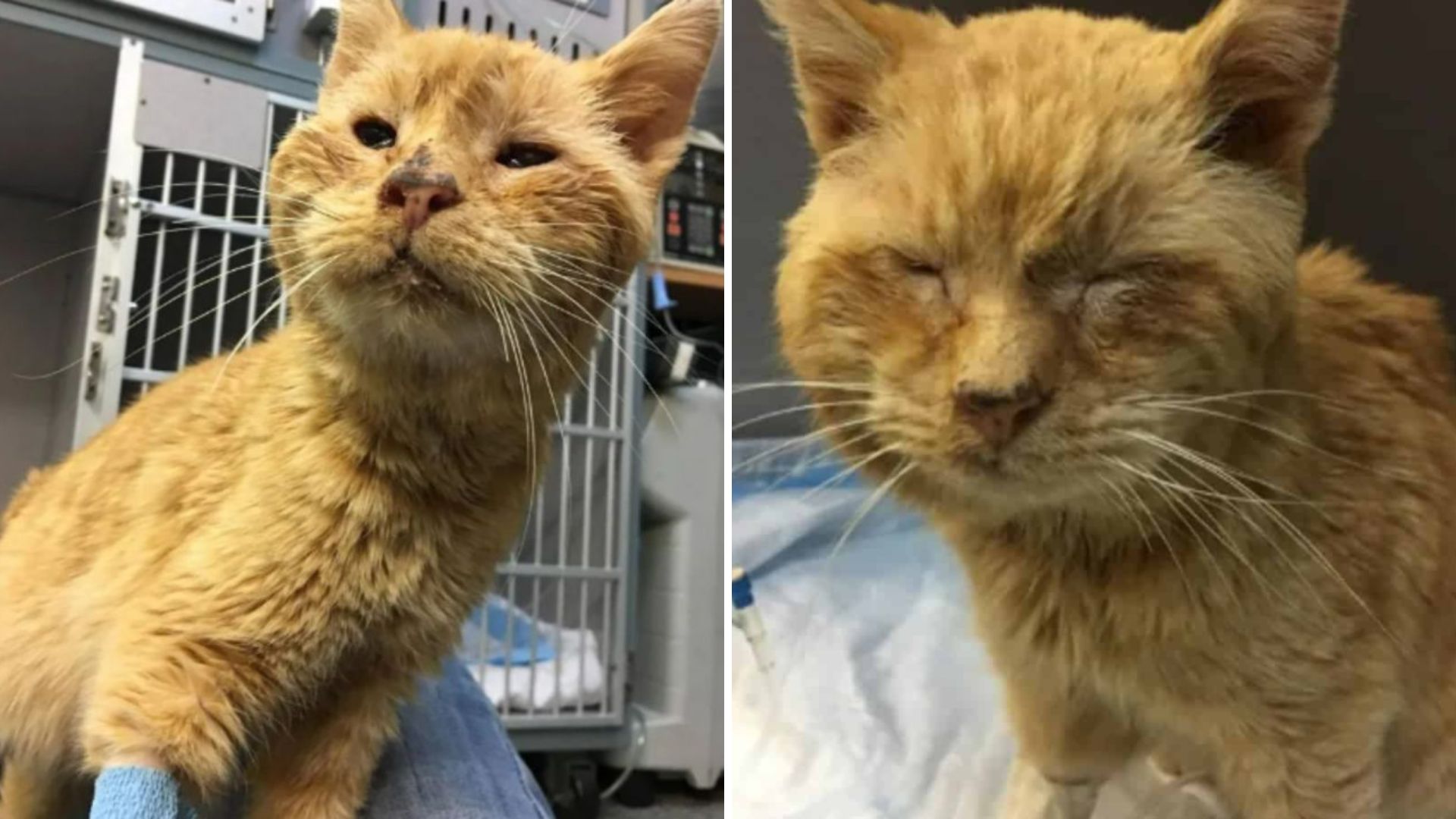 Virginia Woman Finds Shivering Stray Cat And Sparks A Successful Rescue Mission