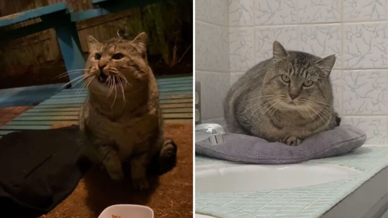 Washington Woman’s Life Transformed After A Feral Tomcat Appears At Her Door