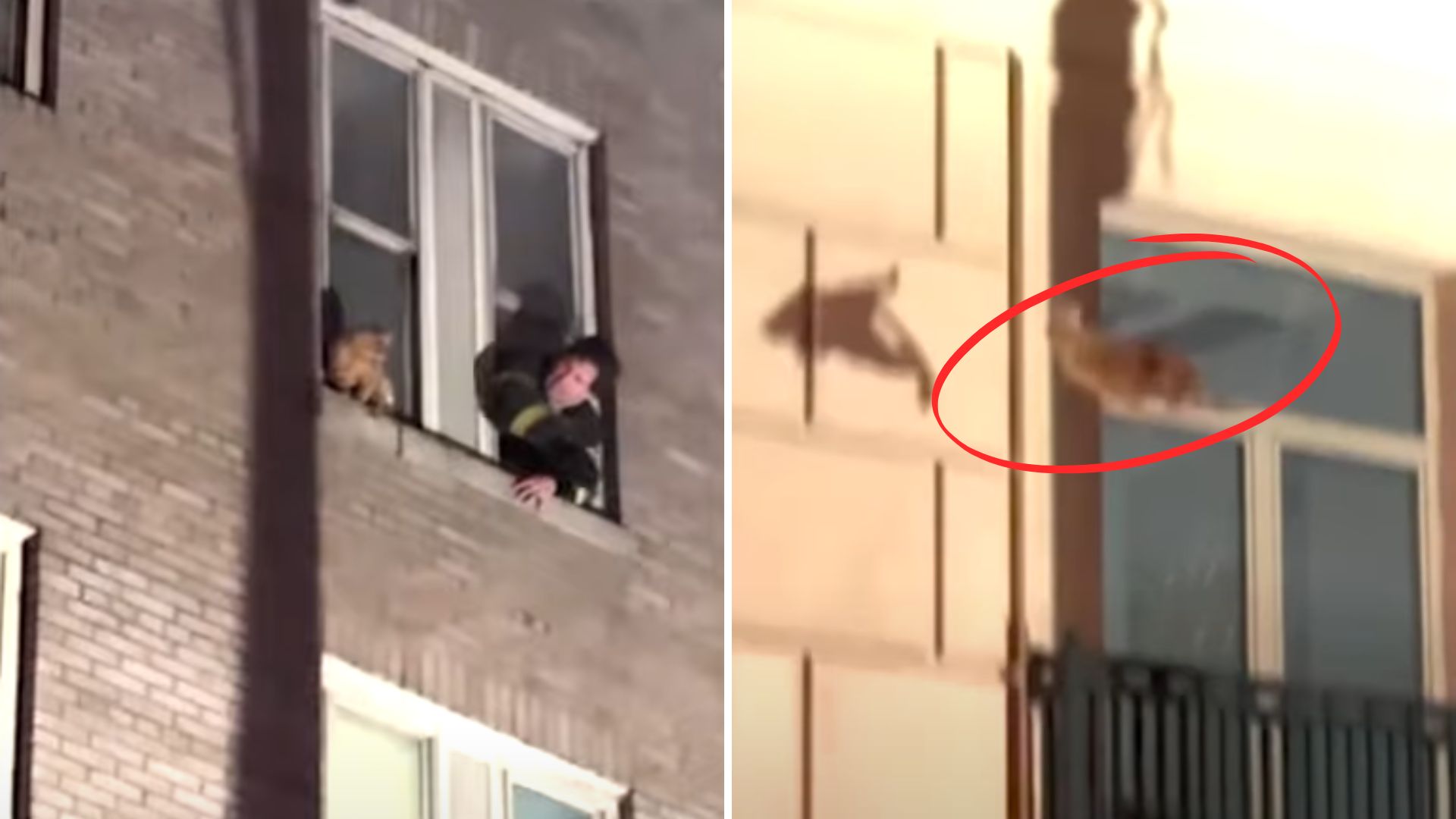 Watch The Heart-Stopping Moment A Cat Jumps From Third-Story Window