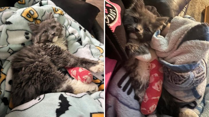 Wobbly Kitten Finds Sanctuary At Shelter After Enduring Gruesome Abuse