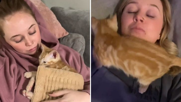 Woman Adopts Her First Kitten Unprepared For What She Turns Into And All The Hype She’s Caused