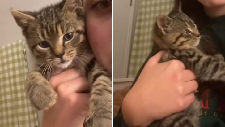 Woman Believes Her Late Friend Sent Her A Kitten, And The Story Behind It Will Touch Your Heart