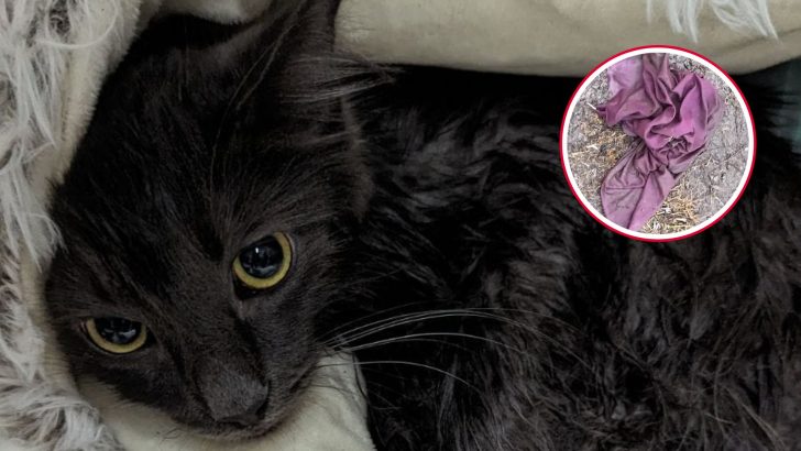 Woman Finds A Cat By The Roadside, Cruelly Dumped In A Tied-Up Pillowcase During Downpour In NY