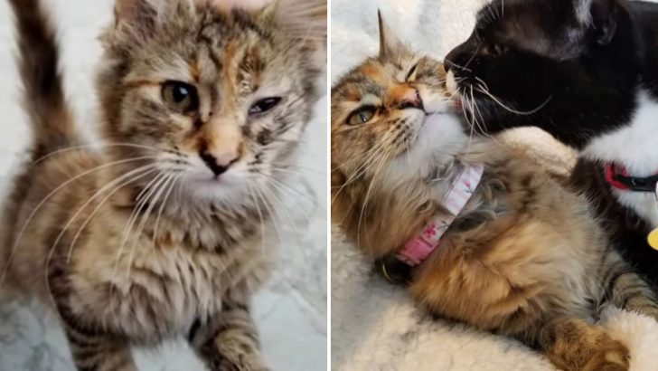 Woman Finds A Crying Kitten In A Parking Lot In Idaho And Turns Her Tears Into Joy