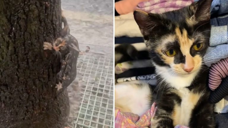 woman saving a tiny kitten