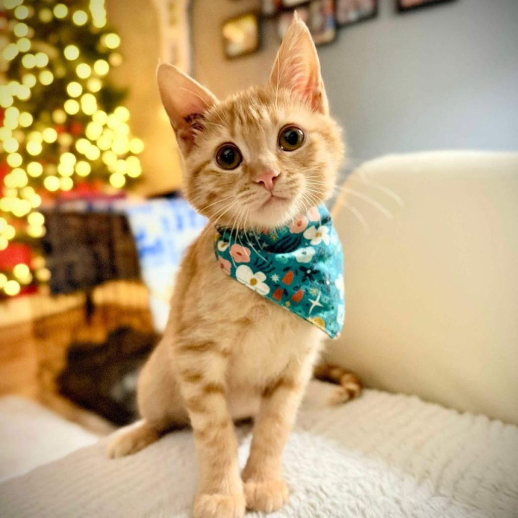 a beautiful kitten with a scarf around its neck