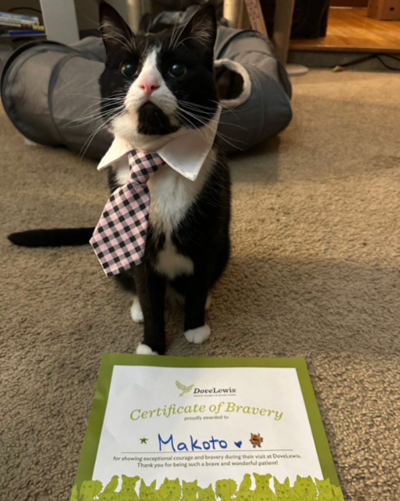 a black and white cat with a collar sits in front of a certificate