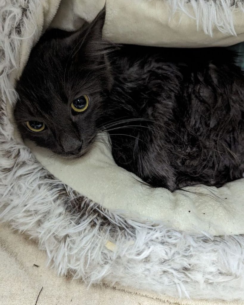 a black cat lies on a pillow