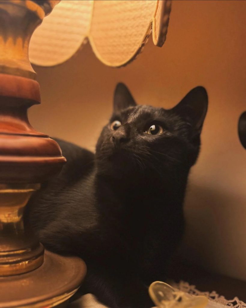 a black cat lies under the lamp