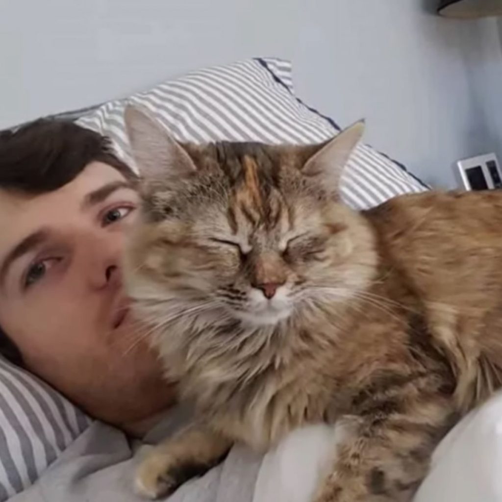 a cat resting on a man's chest