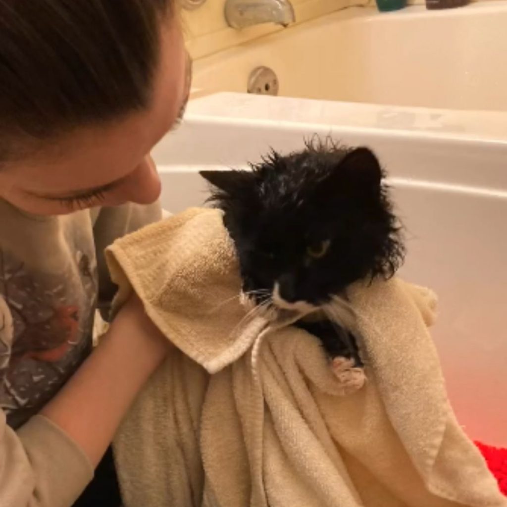 a girl is drying a bathed cat