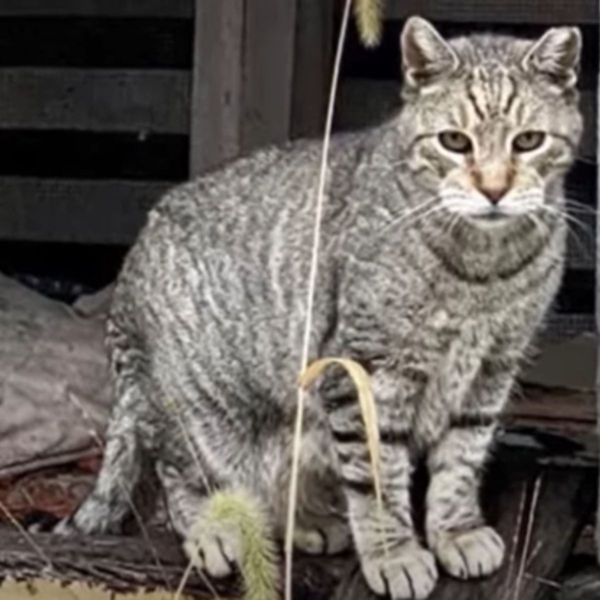 a huge cat outdoor