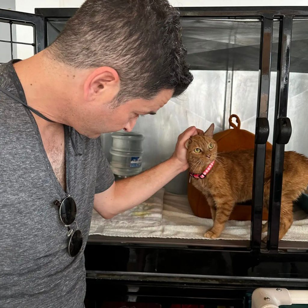 a man caresses a yellow cat