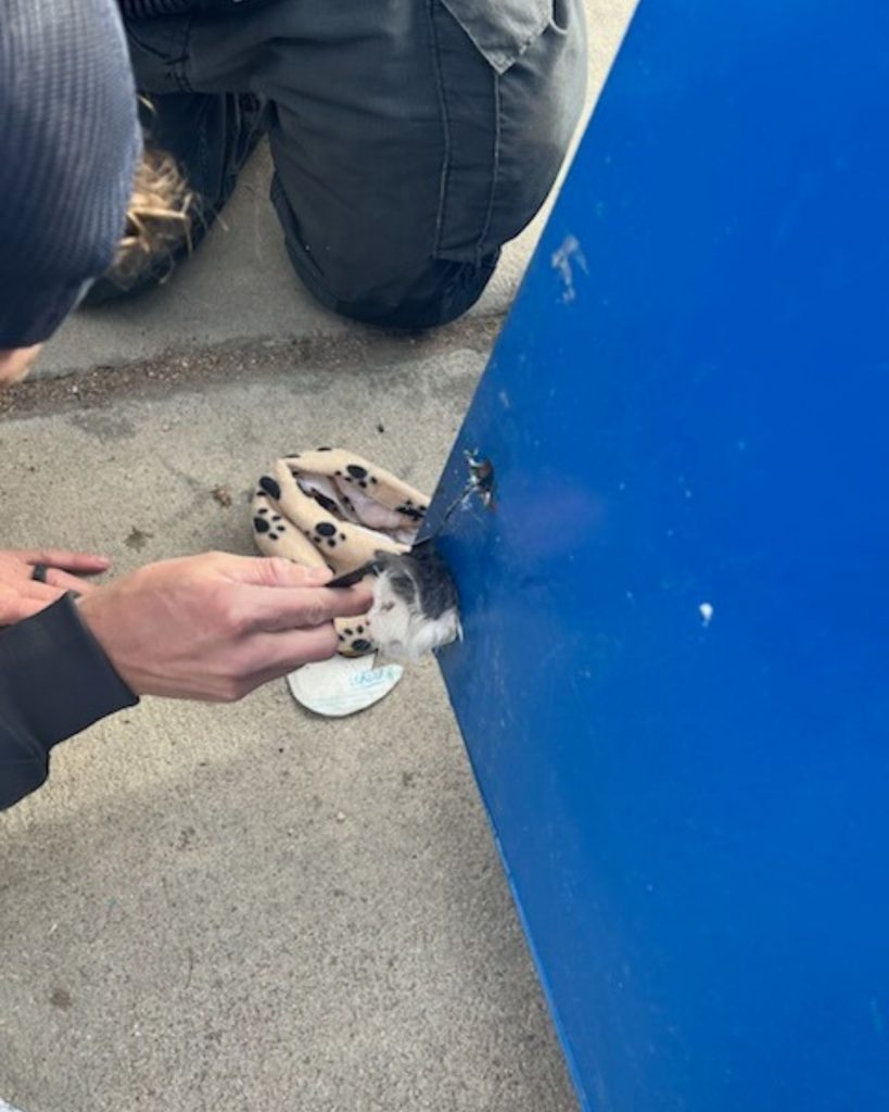 a man helps a cat that got its head stuck in a container