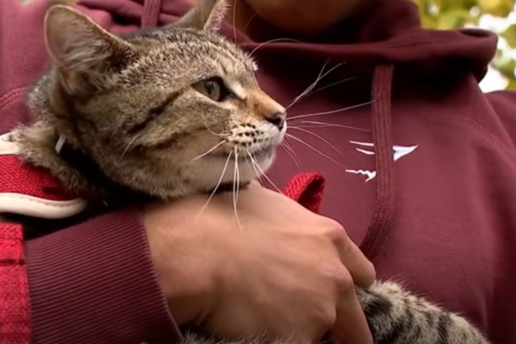 a man is carrying a cat in his arms