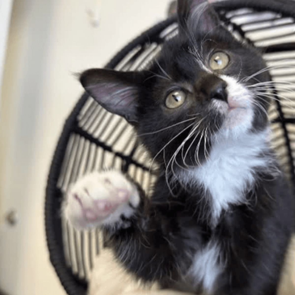 adorable black kitten