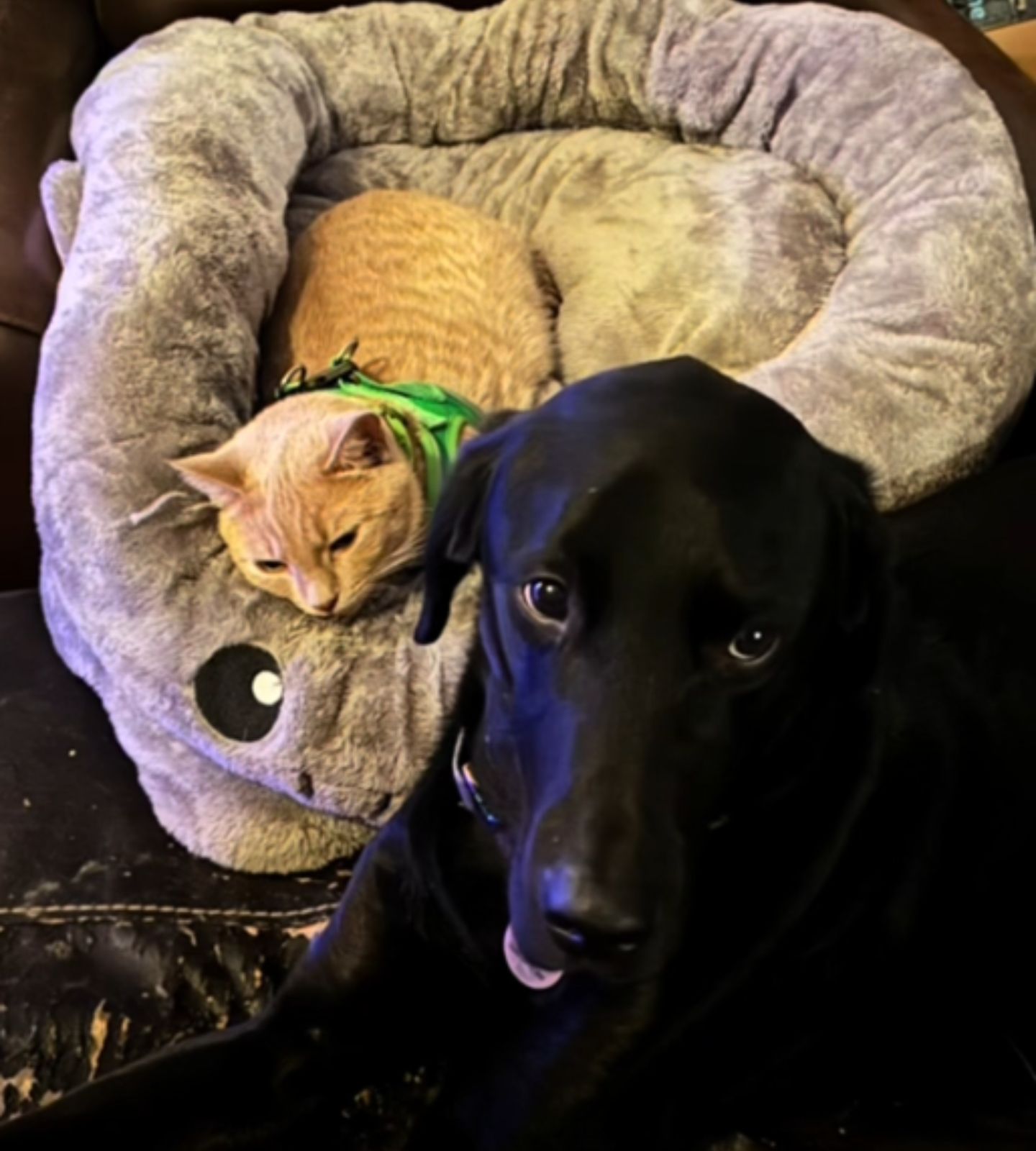 adorable dog and cat