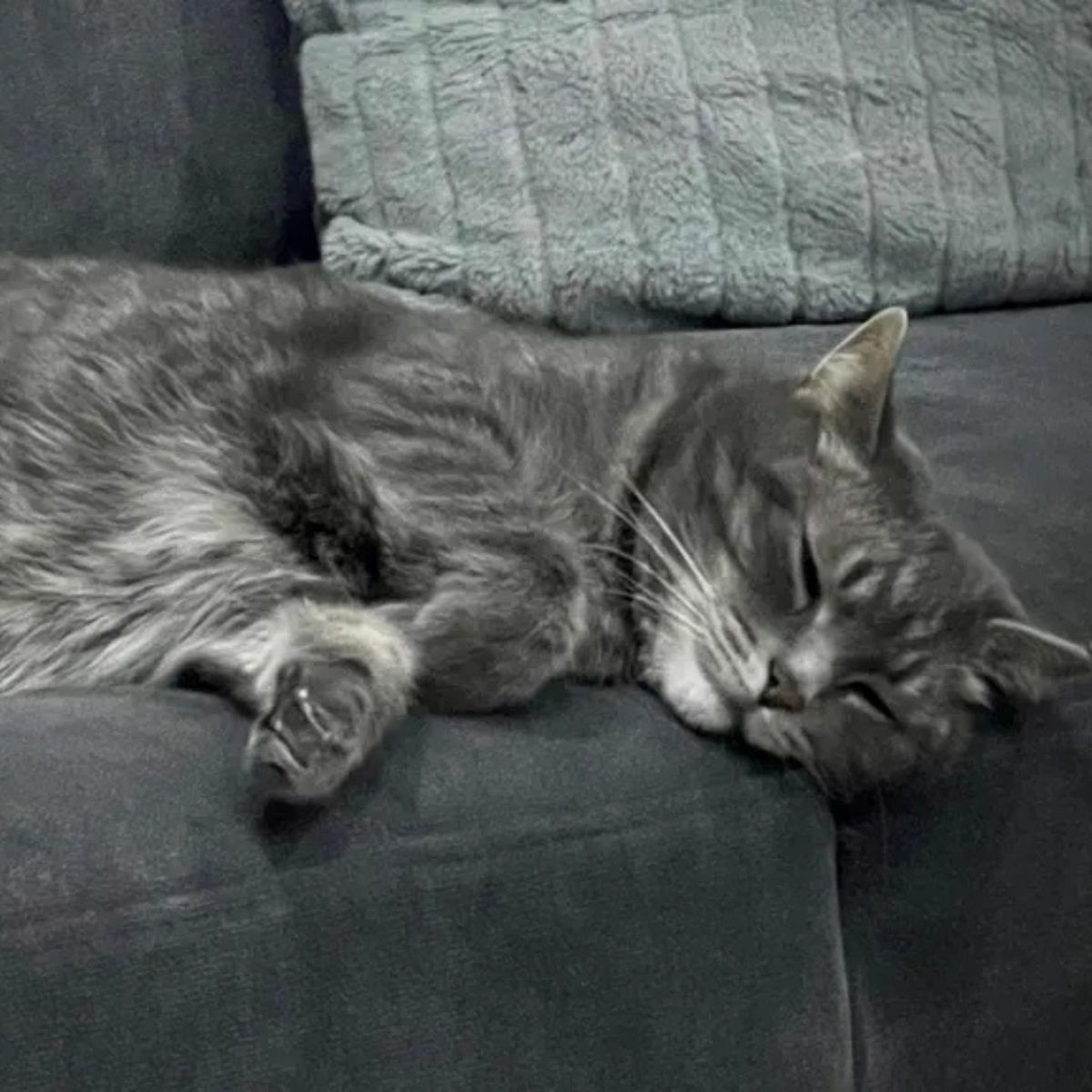 adorable gray cat