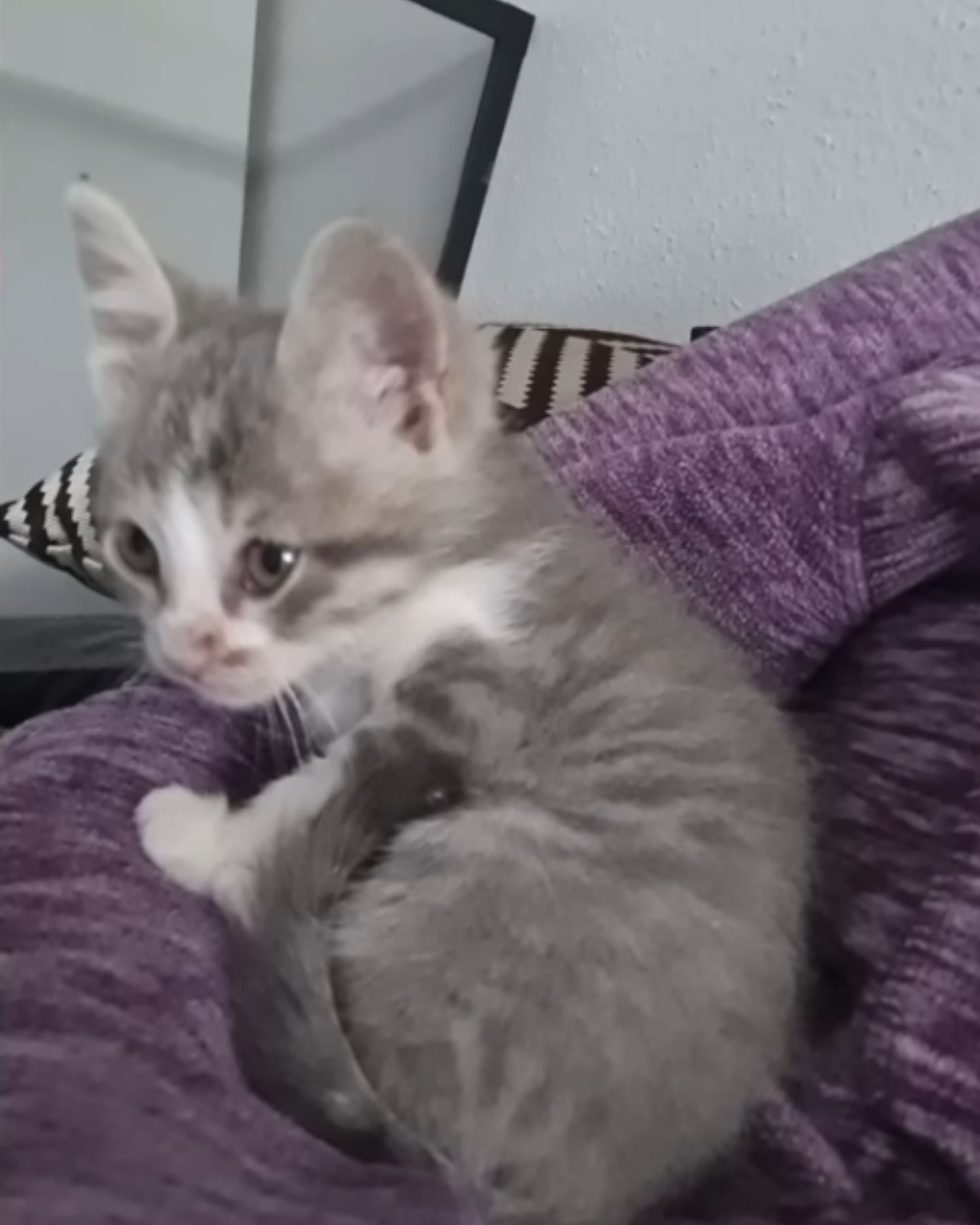 adorable grey kitten