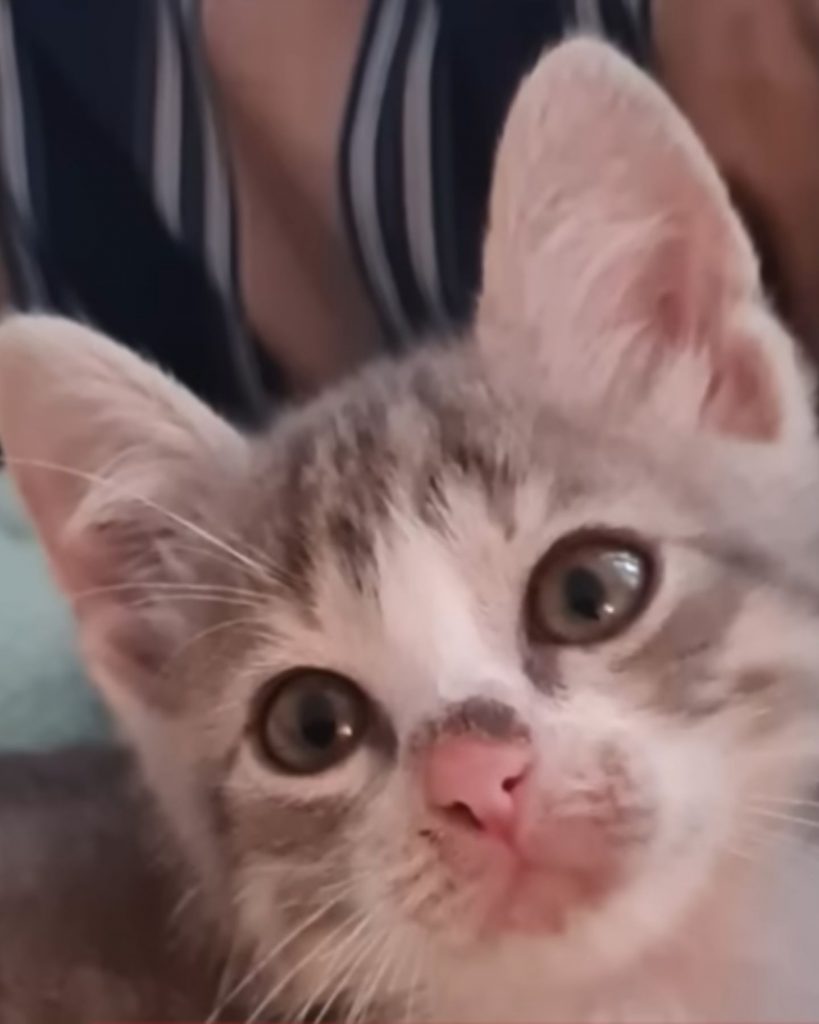 adorable kitten