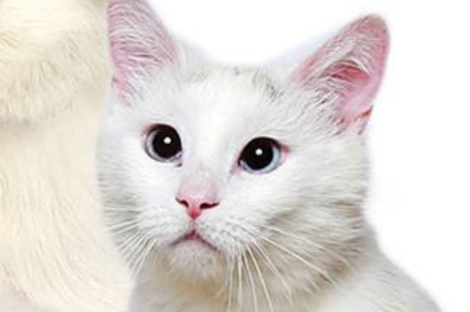 adorable white cat