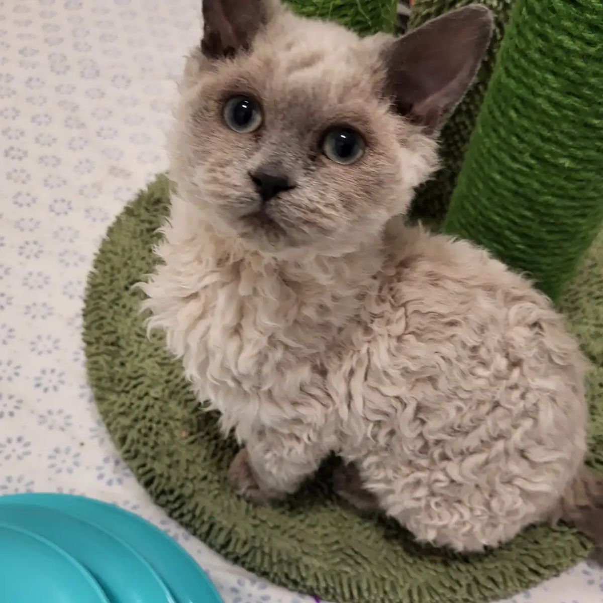 adorable white kitten