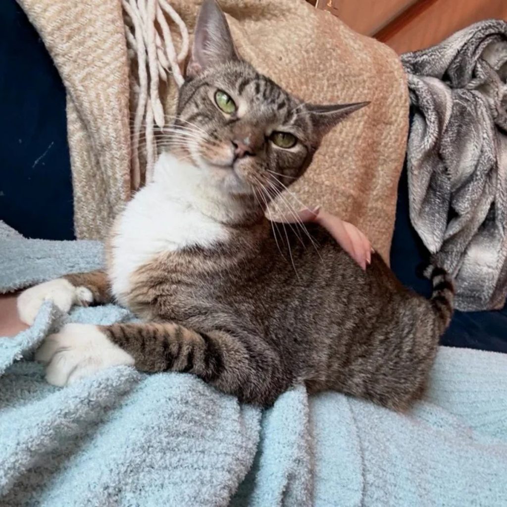 beautiful cat sitting on a woman's chest