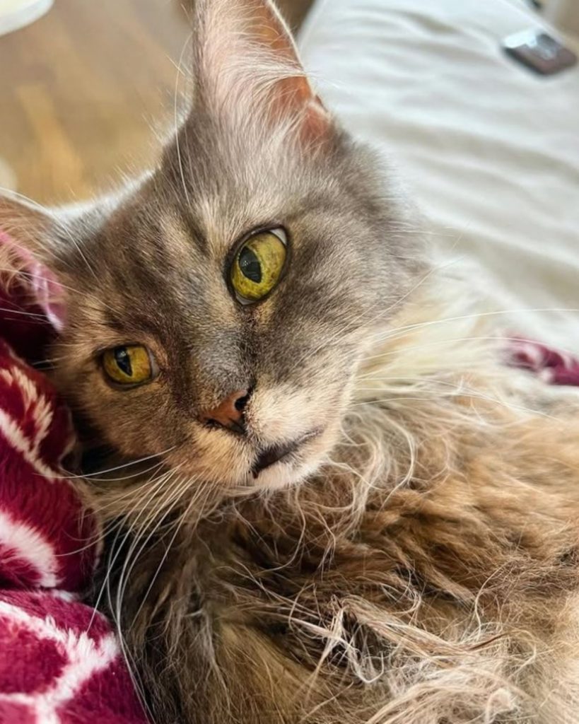 beautiful cat with yellow eyes