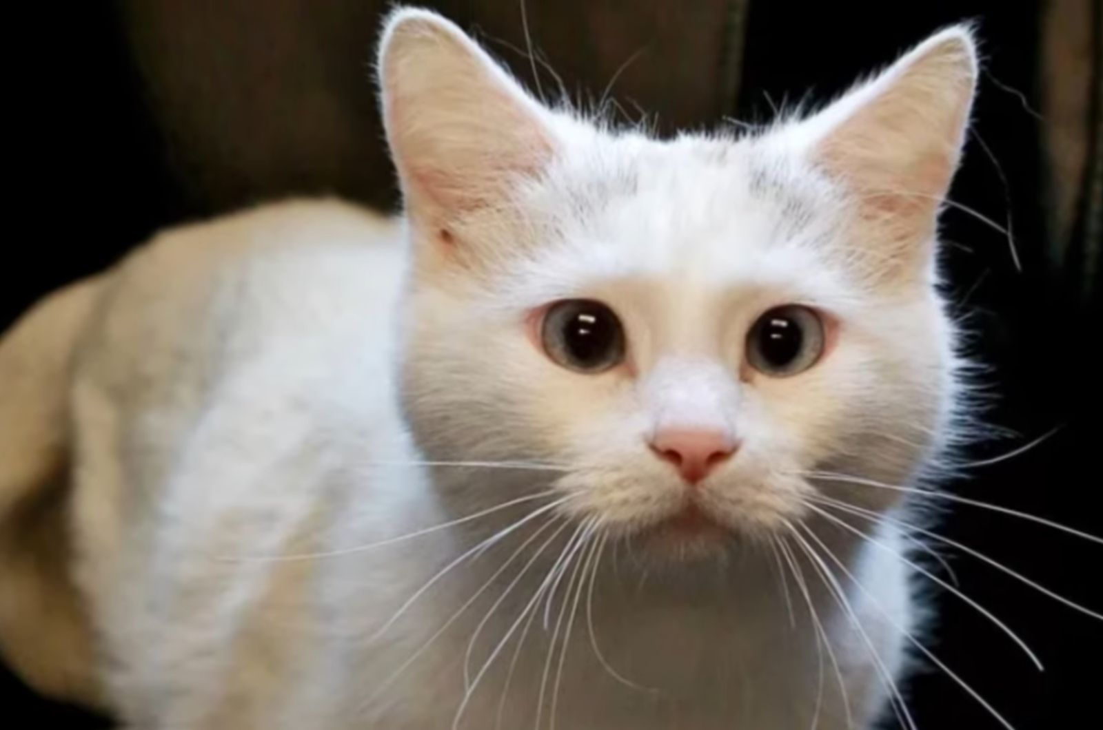 beautiful white cat