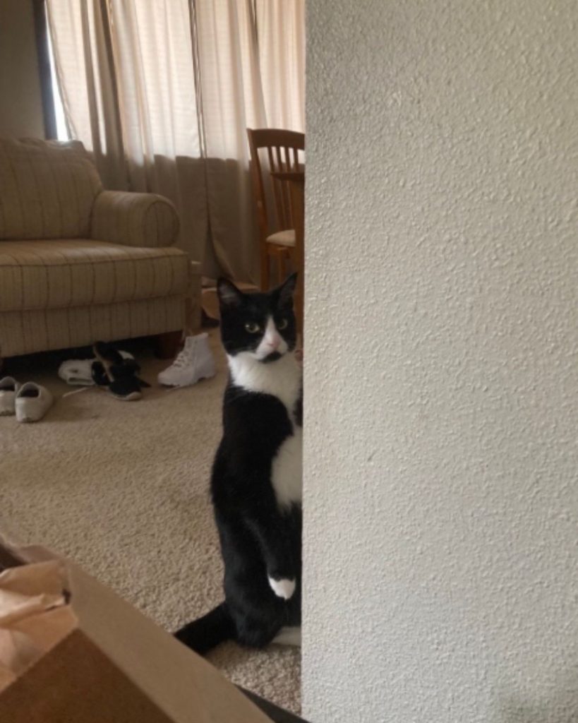 black and white cat leaning with its paws on the wall