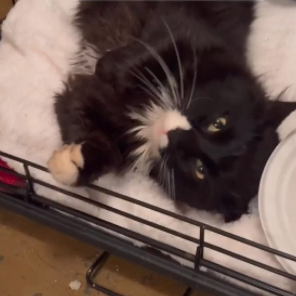 black and white cat lying on the bed