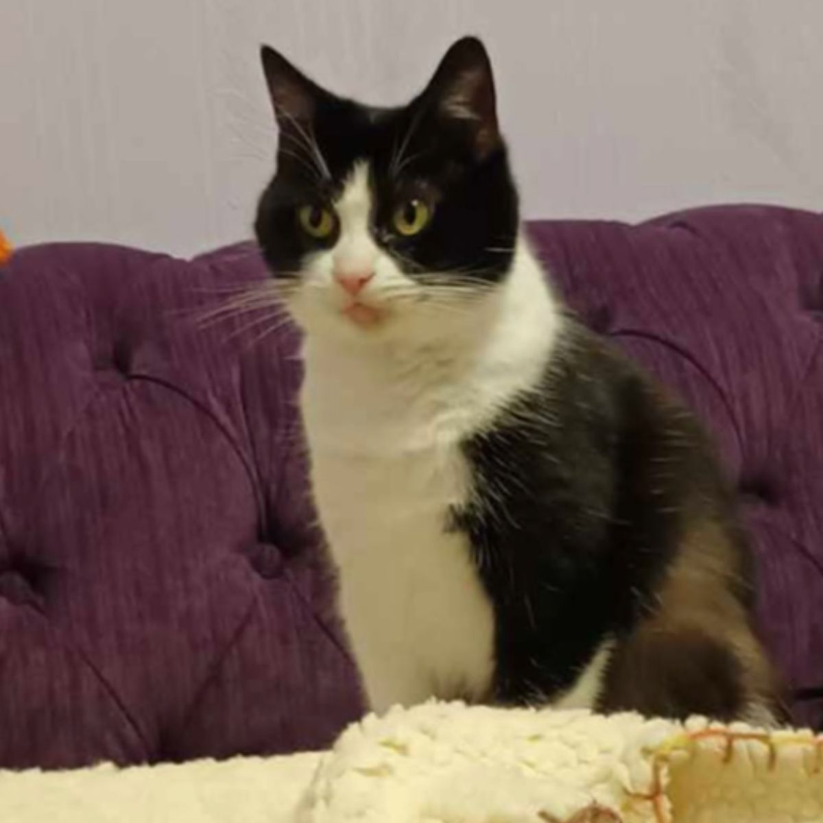 black and white cat sitting on couch