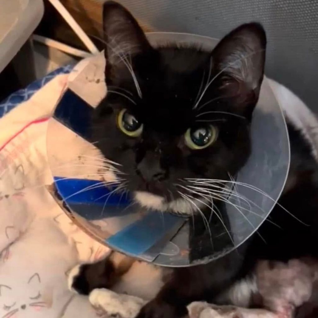 black and white cat with a collar