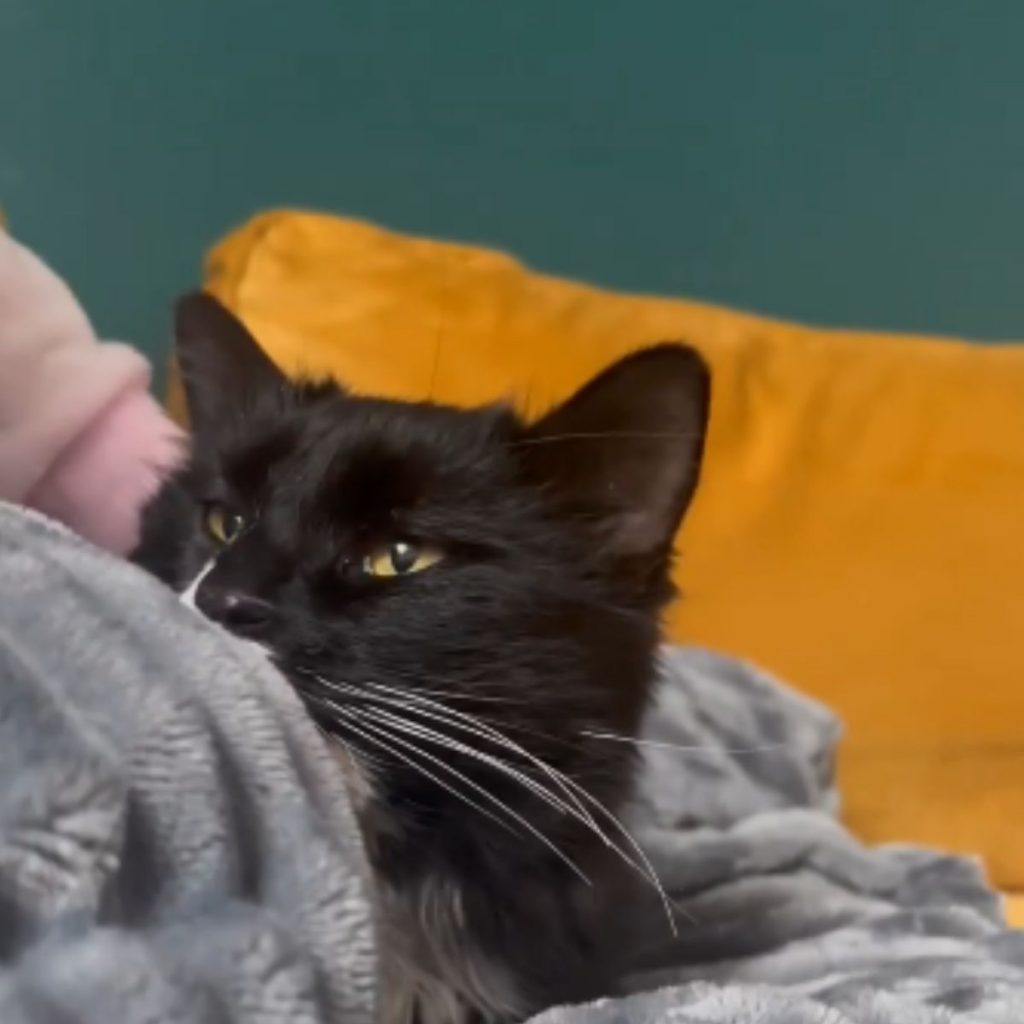 black and white kitten in gray children