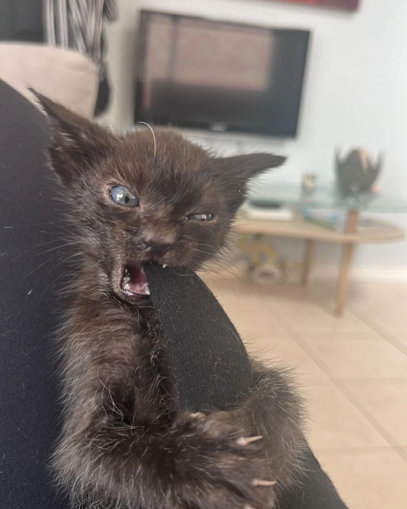 black angry cat