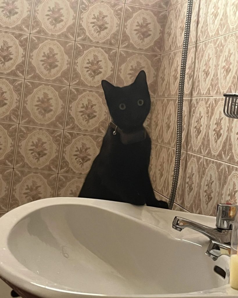 black cat leaning on the sink