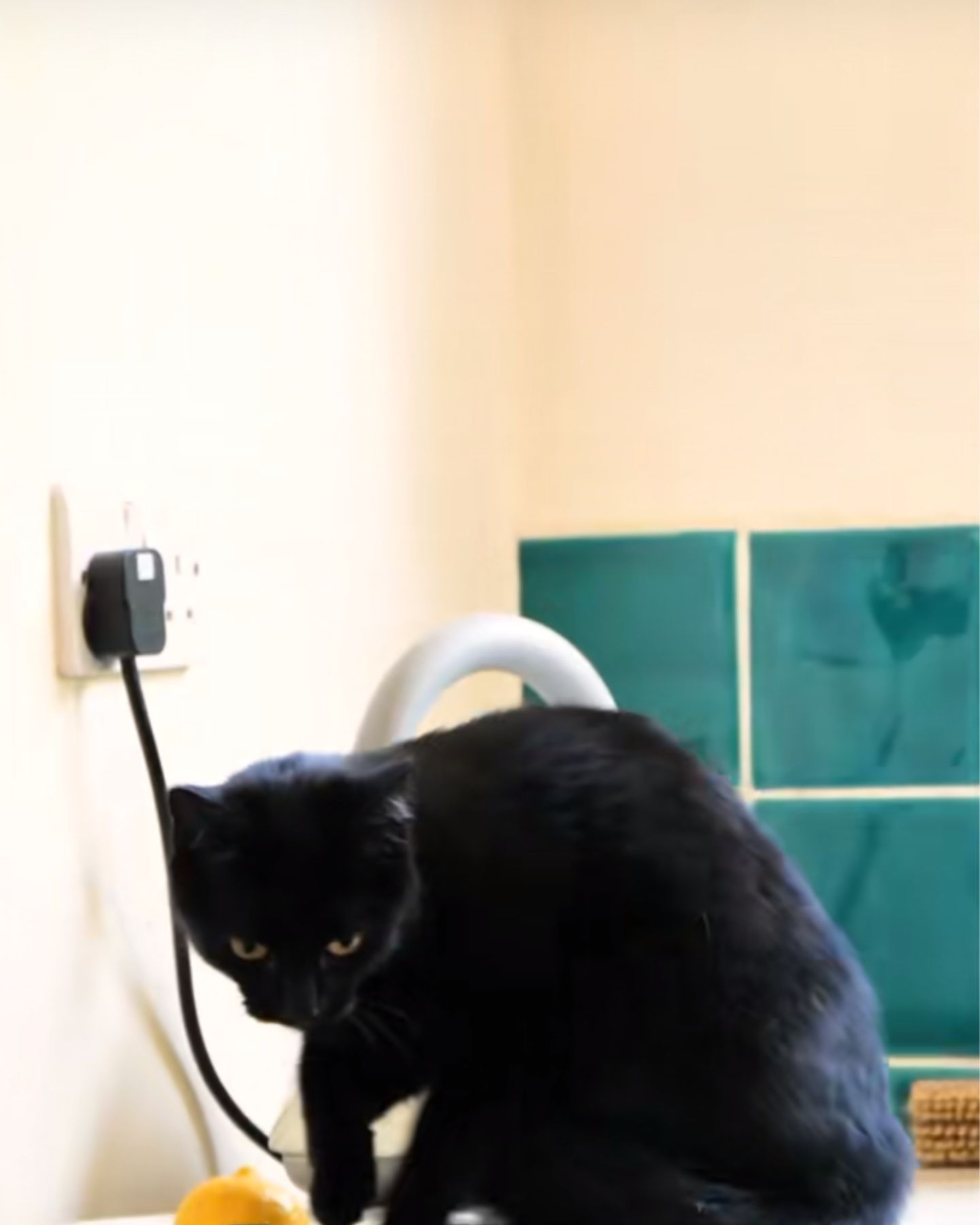 black cat sitting in the kitchen