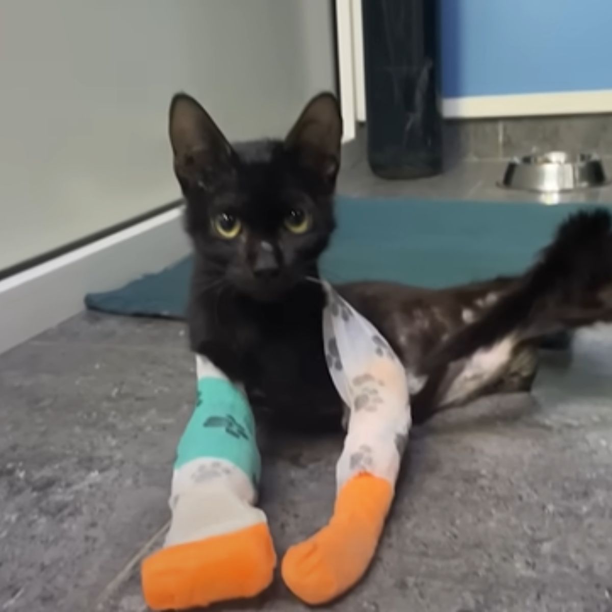 black cat with amputation