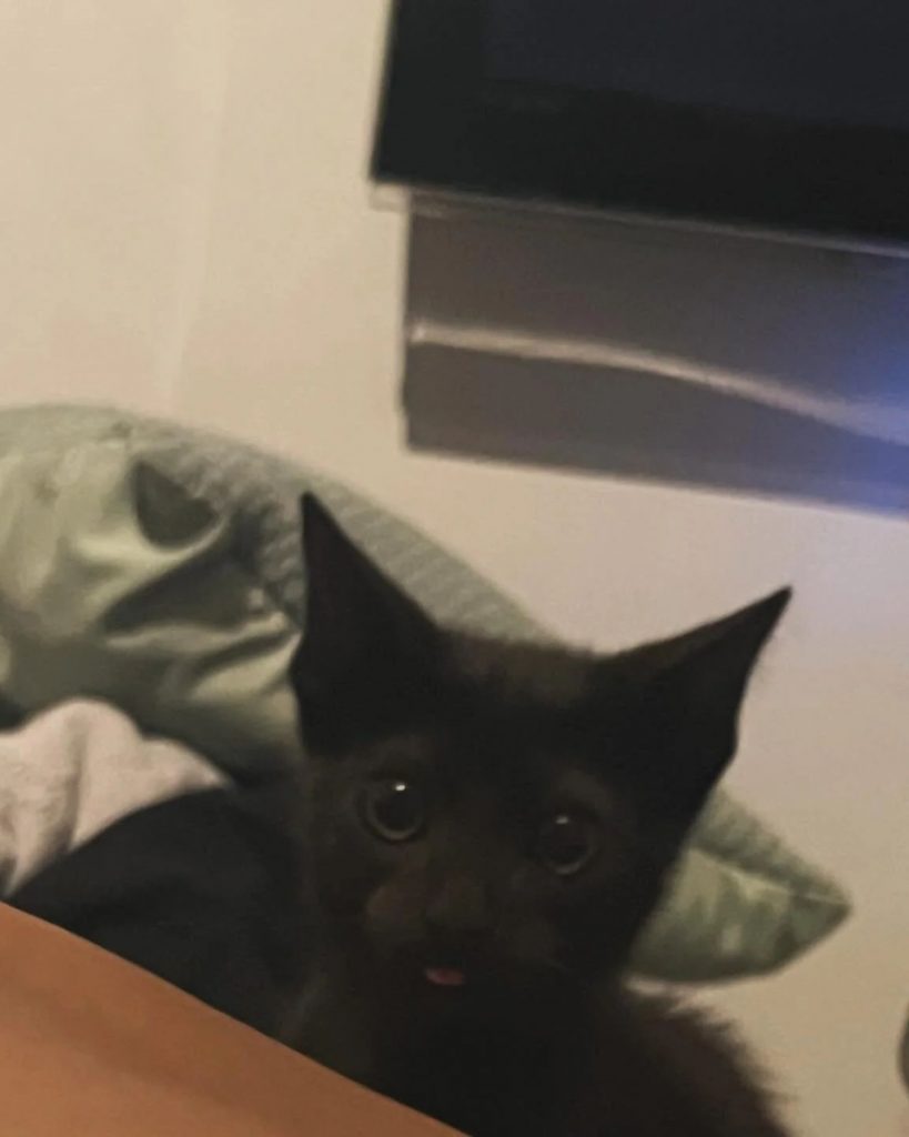 black cute kitten