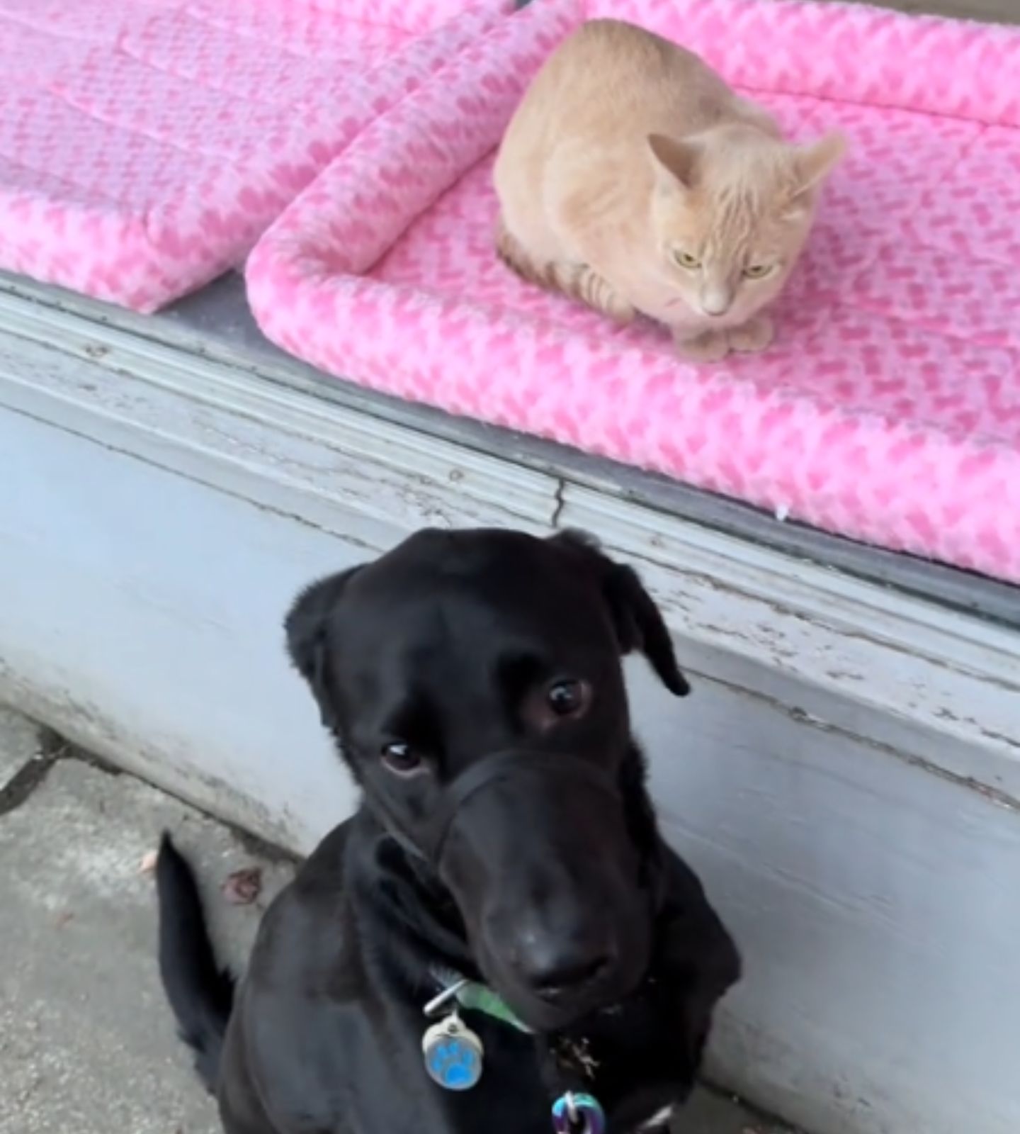 black dog and cat