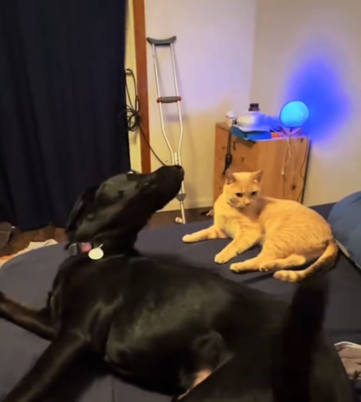 black dog and ginger cat