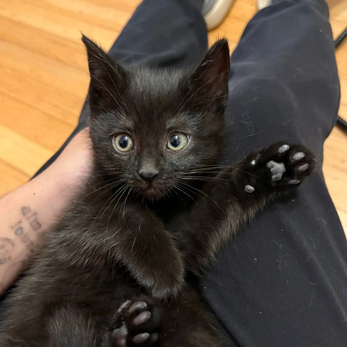 black kitten lying on human legs