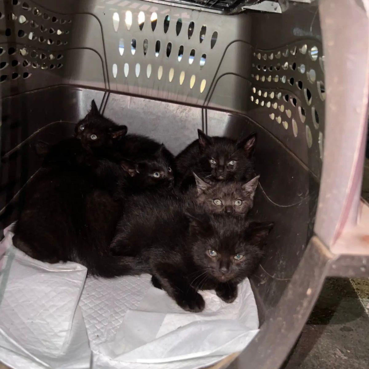 black kittens in box