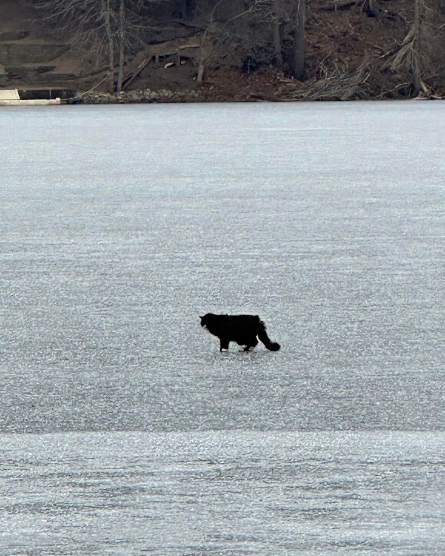 blind senior cat on ice