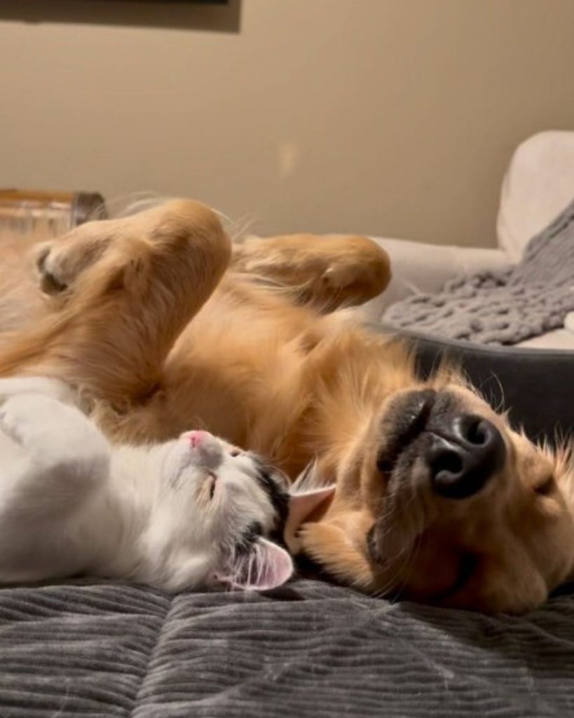 cat and dog lying on their backs