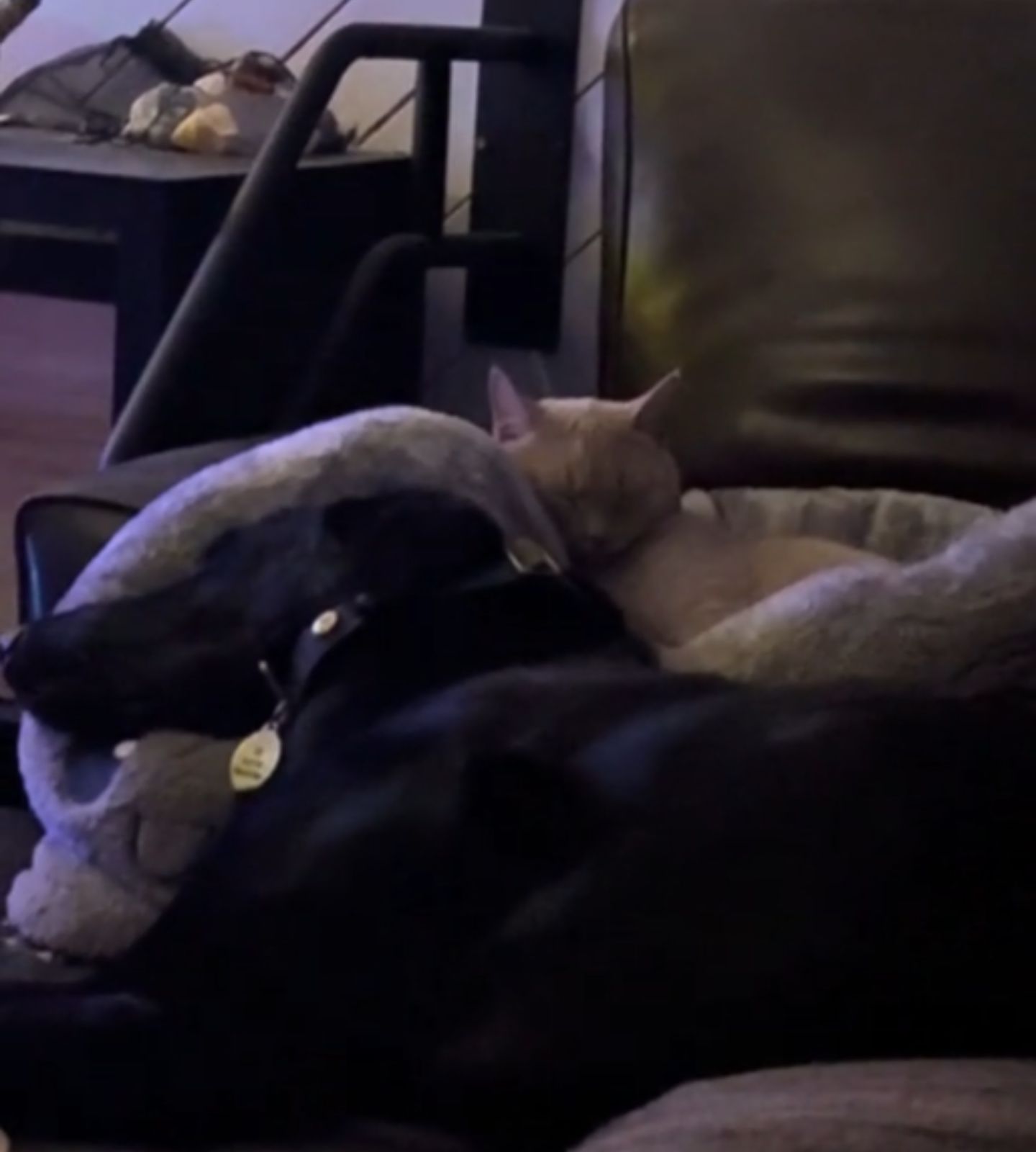 cat and dog sleeping together