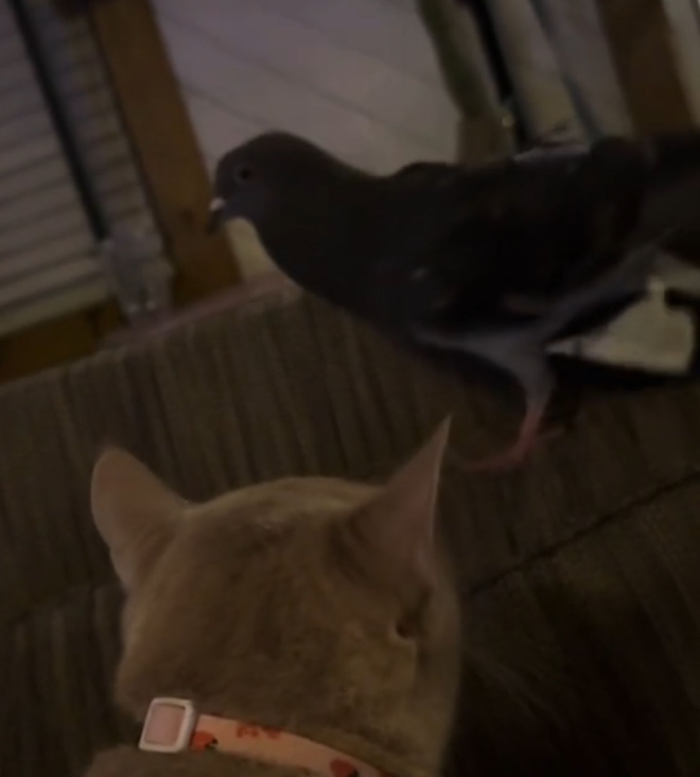 cat and pigeon